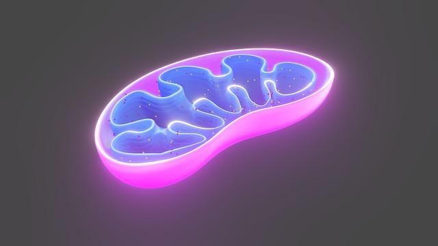 Mitochondrien brauchen Mikronährstoffe