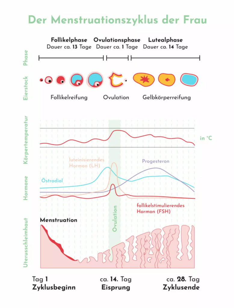 Der Menstruationszyklus der Frau